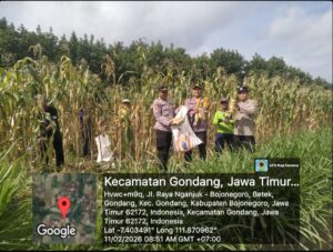 Polsek Gondang Panen Jagung Bersama Petani, Wujud Dukungan Ketahanan Pangan Nasional